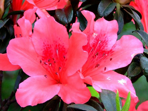 杜鹃花