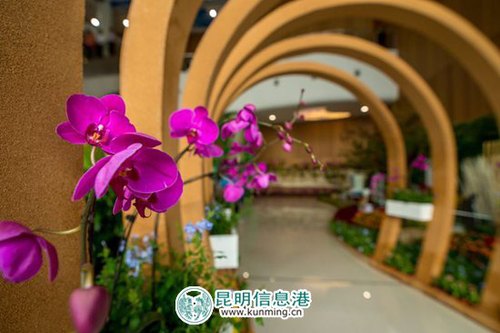 第十八届中国昆明国际花卉展即将启幕。
