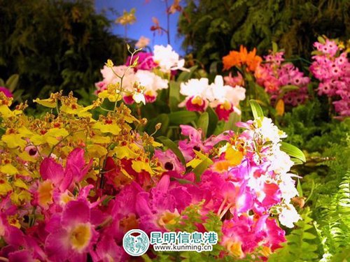 花海盛宴邀你去赏。
