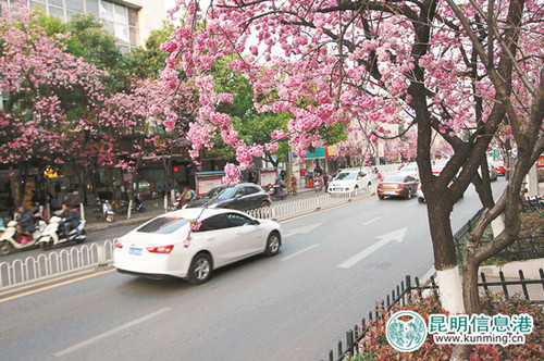 圆通街樱花盛开与圆通山的樱花遥相辉映。