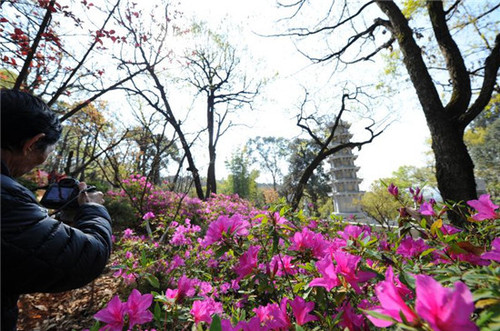 山谷内的杜鹃4月进入盛花期。昆明日报记者杨艳辉摄