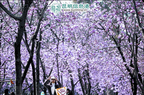 3月的昆明繁花似锦。记者杨艳辉摄