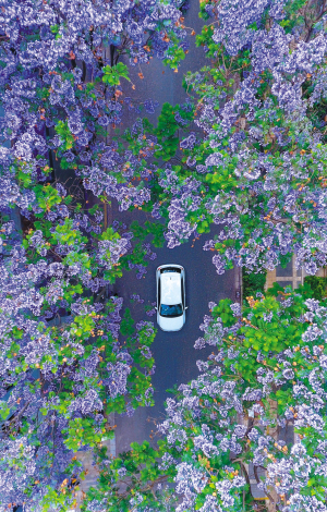 二等奖 《鸟瞰蓝花楹》 崔永江