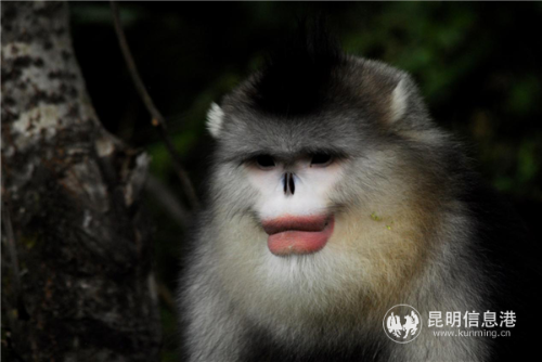 龙勇诚拍摄的金丝猴