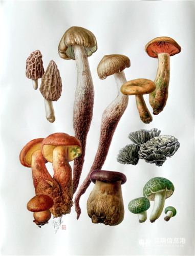 野生菌