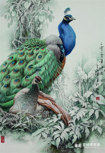 绿孔雀