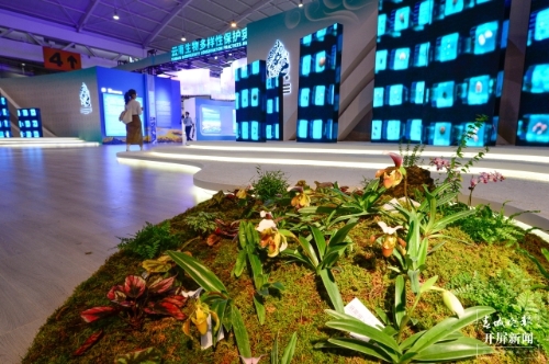探秘COP15大会唯一的线下展（龙宇丹 摄）
