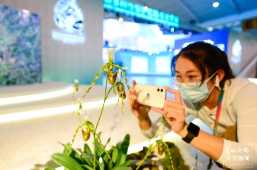 探秘COP15大会唯一的线下展（龙宇丹 摄）