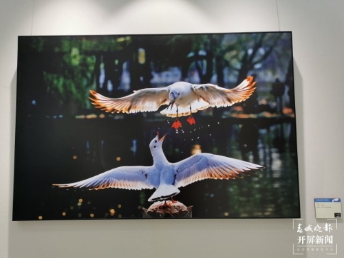 《从贝加尔湖飞来的精灵》摄影作品展在昆开展（开屏新闻记者 李赛 摄）