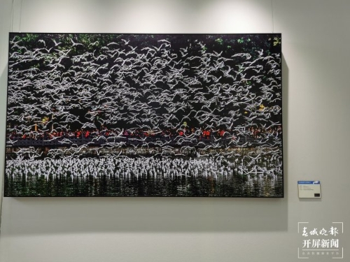 《从贝加尔湖飞来的精灵》摄影作品展在昆开展（开屏新闻记者 李赛 摄）