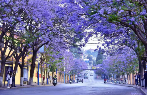 莲华街道教场中路蓝花楹晨景
