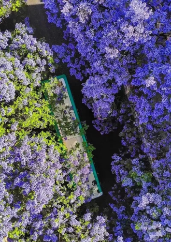 莲华街道教场中路蓝花楹街景
