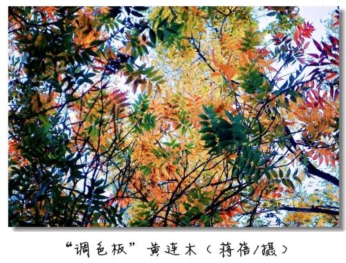 微信图片_20241121110522